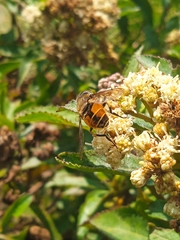 Eristalis bogotensis