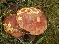Butyriboletus