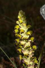 Pterygodium ingeanum