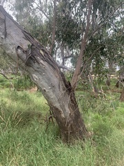 Eucalyptus camaldulensis