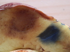 Butyriboletus