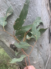 Eucalyptus camaldulensis