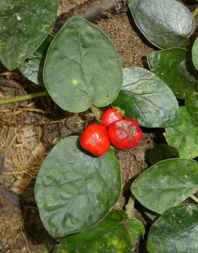 Geophila afzelii