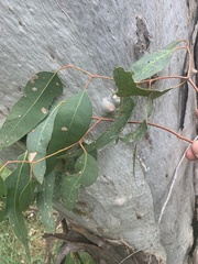 Eucalyptus camaldulensis