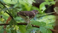 Hierococcyx nisicolor