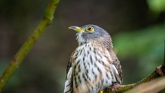 Hierococcyx nisicolor