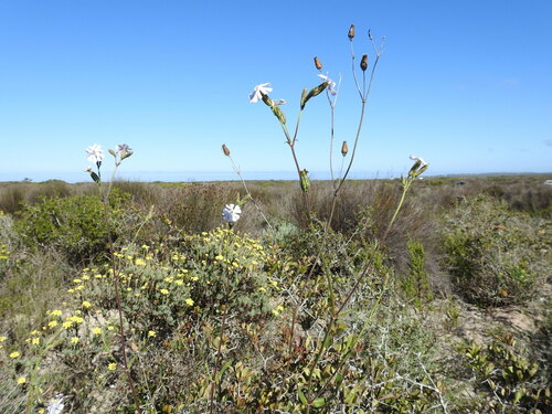 Image of Silene rigens by (c) Paul Emms, some rights reserved (CC BY-SA)