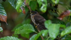 Hierococcyx nisicolor