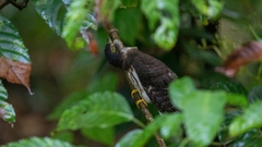 Hierococcyx nisicolor