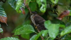 Hierococcyx nisicolor