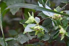Codonopsis lanceolata