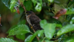 Hierococcyx nisicolor