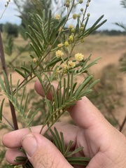 Acacia deanei
