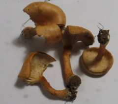 Bonomyces arnoldii