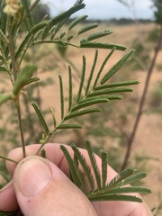 Acacia deanei