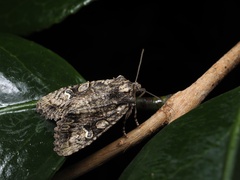 Nyctycia stenoptera