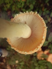 Amanita wellsii