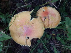 Amanita wellsii