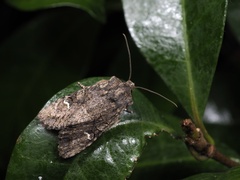 Nyctycia stenoptera