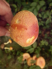 Amanita wellsii