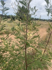 Acacia deanei