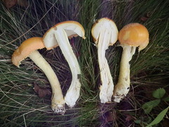 Amanita wellsii