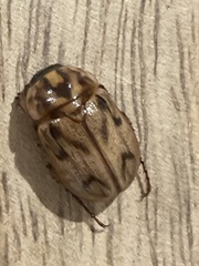 Cyclocephala signaticollis