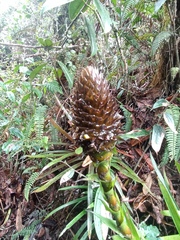 Guzmania triangularis