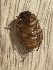 Cyclocephala signaticollis