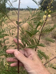 Acacia deanei
