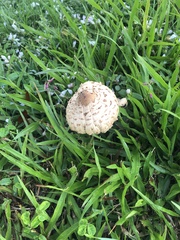Leucoagaricus americanus