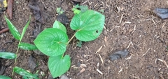 Piper auritum