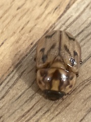 Cyclocephala signaticollis