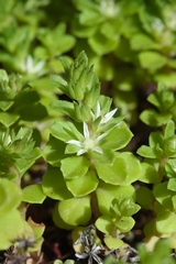 Phedimus stellatus