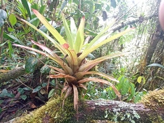Bromelia