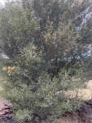 Acacia caroleae