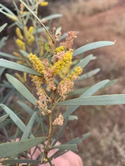 Acacia caroleae