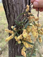 Acacia excelsa