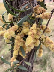 Acacia excelsa