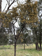 Acacia excelsa