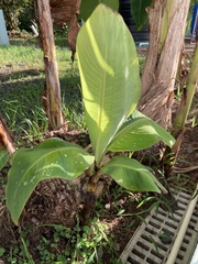 Musa