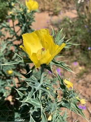 Argemone mexicana