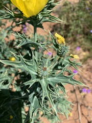 Argemone mexicana