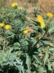 Argemone mexicana