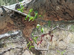 Dolichandra cynanchoides