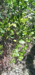Scutia buxifolia