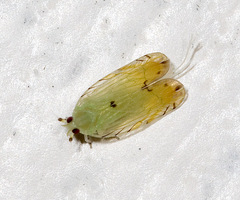 Cixiidae