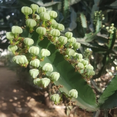 Euphorbia kamerunica