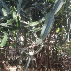 Euphorbia kamerunica