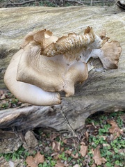 Pleurotus ostreatus
